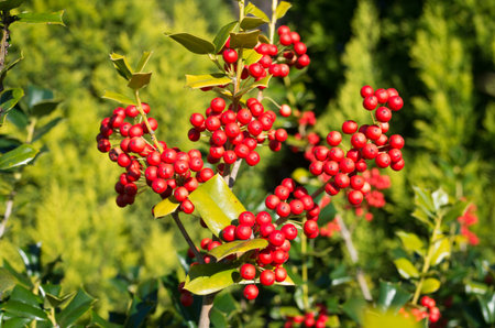holly treeの写真素材
