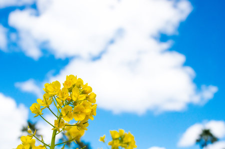 canola flowerの写真素材