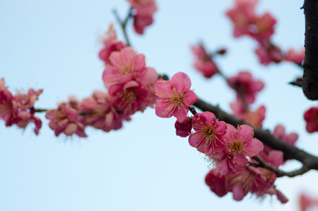 pink plum tree