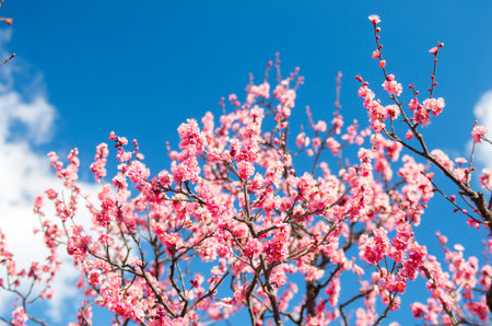 pink plum treeの写真素材