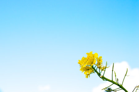 canola flowerの写真素材