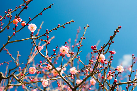 pink plum treeの写真素材