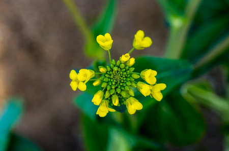 canola flowerの写真素材