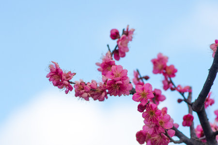 pink plum treeの写真素材