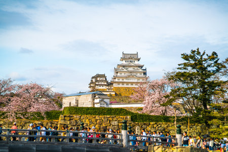 Himeji castle and Cherry Blossoms,hyogo,japanのeditorial素材