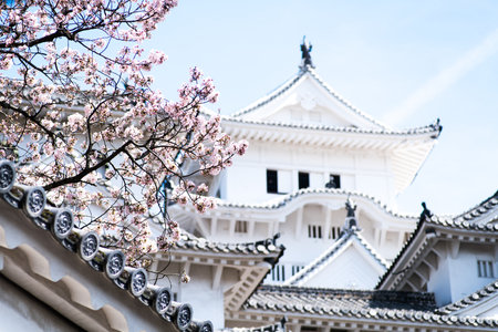 Himeji castle and Cherry Blossoms,hyogo,japanのeditorial素材