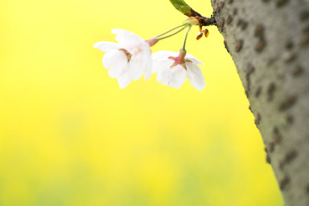 canolaflower and cherry blossom,kashihara city,nara,japanの写真素材