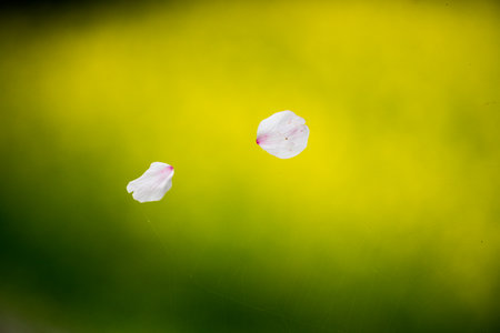 canolaflower and cherry blossom,kashihara city,nara,japanの写真素材