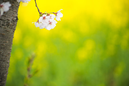 canolaflower and cherry blossom,kashihara city,nara,japanの写真素材