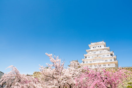 Himeji castle and Cherry Blossoms,hyogo,japanのeditorial素材