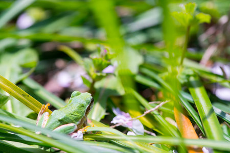 japanese frogの写真素材