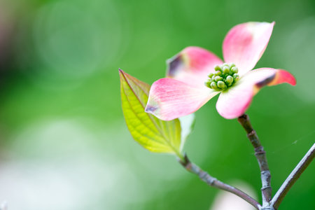 Dogwood flowerの写真素材