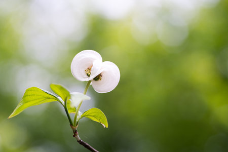 Dogwood flowerの写真素材