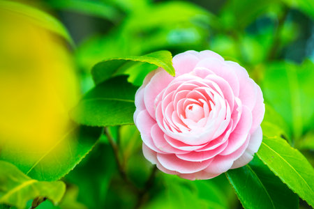 Maiden camellia flowerの写真素材