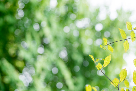 Dogwood leaf