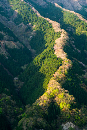 Namego valley at morning,kamikitayama village,nara,japanの写真素材