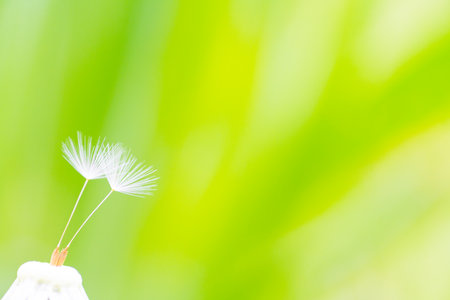 Dandelion seedsの写真素材