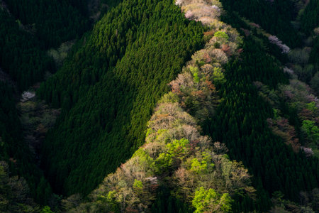 Namego valley at morning,kamikitayama village,nara,japanの写真素材