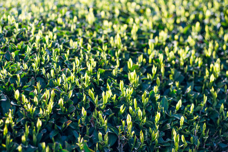 tea leaves