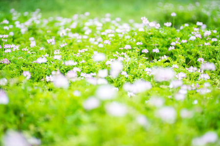 Chinese milk vetchの写真素材
