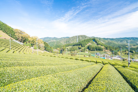 Wazuka tea field,kyoto,tourism of japanの写真素材