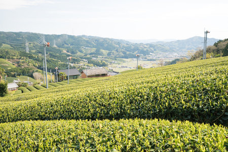 Wazuka tea field,kyoto,tourism of japanの写真素材