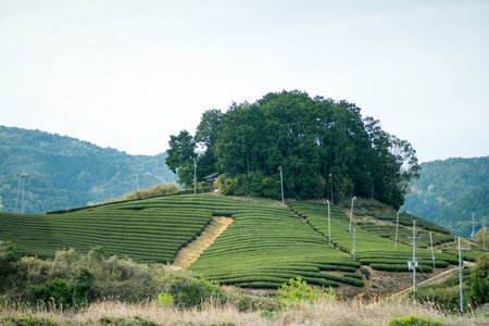 Wazuka tea field,kyoto,tourism of japanの写真素材