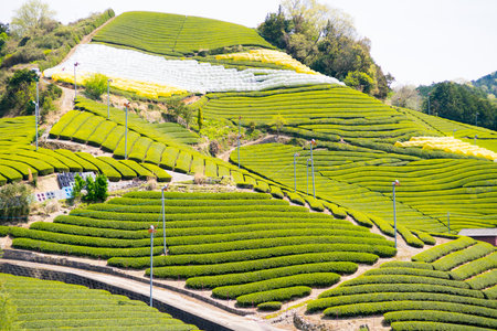 Wazuka tea field,kyoto,tourism of japanの写真素材
