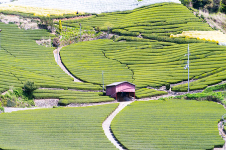 Wazuka tea field,kyoto,tourism of japan