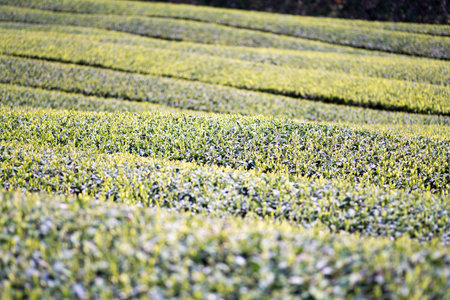 Wazuka tea field,kyoto,tourism of japanの写真素材