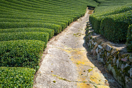 Wazuka tea field,kyoto,tourism of japan