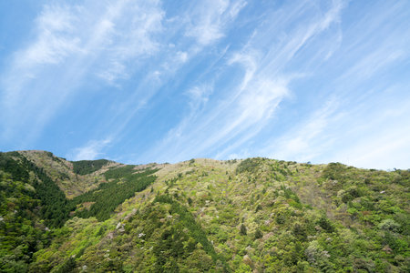 Verdure mountain,nara,japanの写真素材