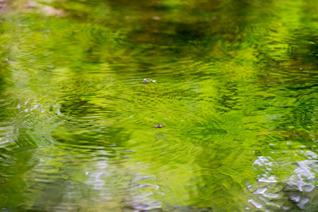 green Water surface