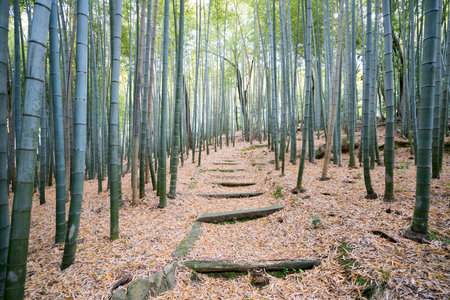 Bamboo forest at Adashinonenbutsu temple,tourism of kyoto,japanの写真素材