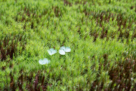 Japanese mossの写真素材