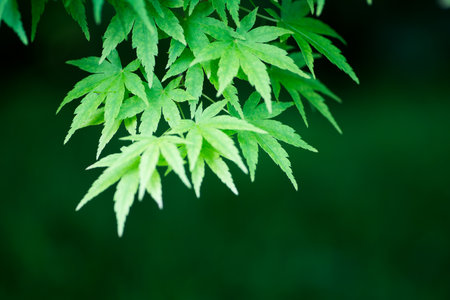 japanese maple leaf at Tofukuji-temple,kyoto,tourism of japan