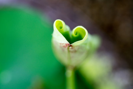 Lotus leavesの写真素材