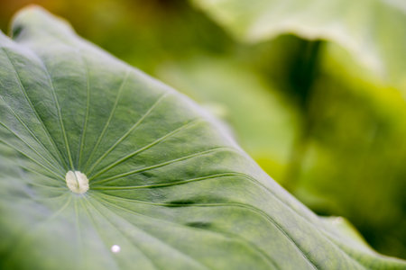 Lotus leavesの写真素材