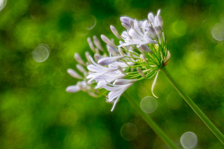Agapanthus africanus flowerの写真素材