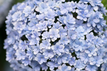 Japanese hydrangea flower