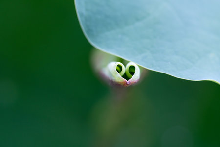 Lotus leavesの写真素材