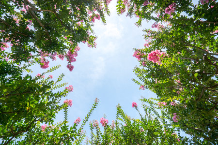crape myrtlean Indian lilacの写真素材