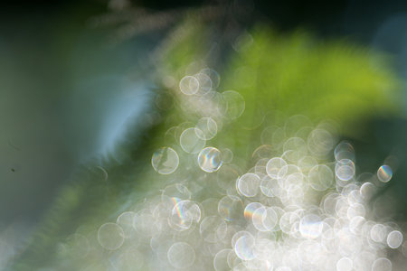 smoke tree,Pentacon lens Bubble bokeh