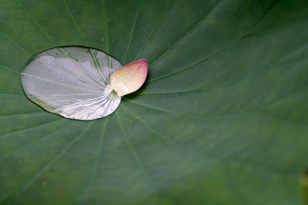Lotus at Kikouji-temple,nara,japanの写真素材
