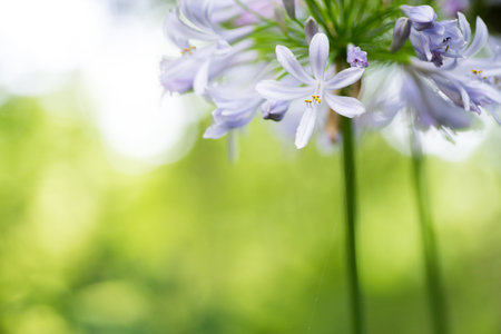 Agapanthus africanus flowerの写真素材