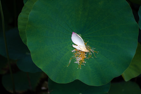 Lotus leavesの写真素材