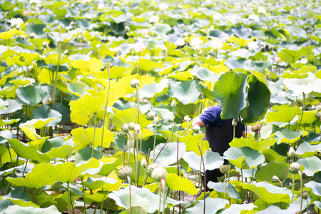 Lotus leavesの写真素材