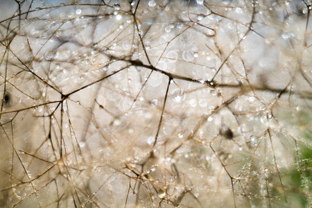 smoke tree,Pentacon lens Bubble bokehの写真素材