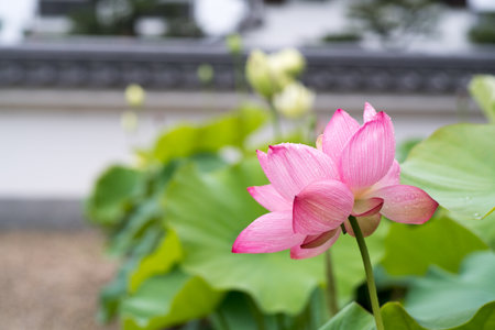 Lotus at Kikouji-temple,nara,japanの写真素材