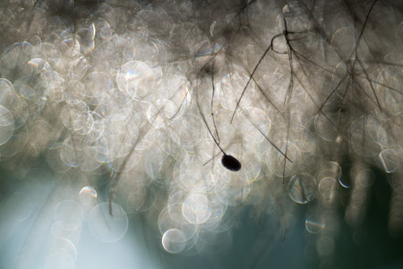 smoke tree,Pentacon lens Bubble bokehの写真素材